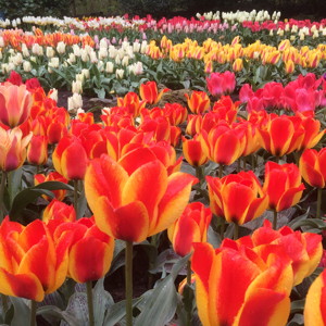 Greigii Tulips