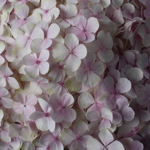 Hydrangea