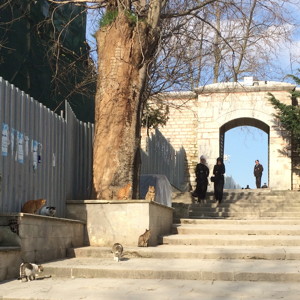 Stray cats are everywhere in the city of Istanbul.