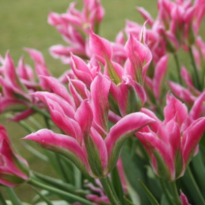 Lily - Flowered Group Tulip