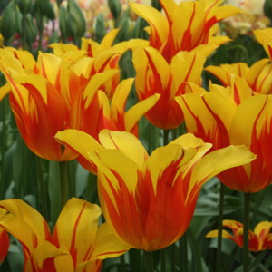 Lily - Flowered Tulip - Fire Wings