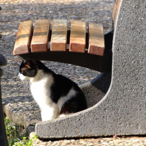 A cat under a bench in Istanbul, Turkey.