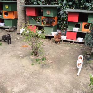 Cat houses in the city center of Istanbul, Turkey. They are fed by people regularly!