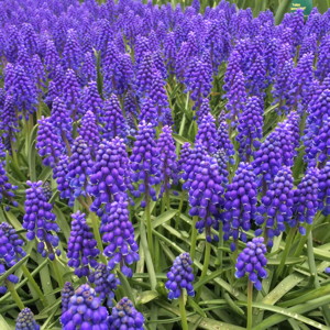 Muscari Armeniacum