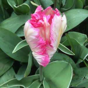 Parrot Tulip - Silver Parrot