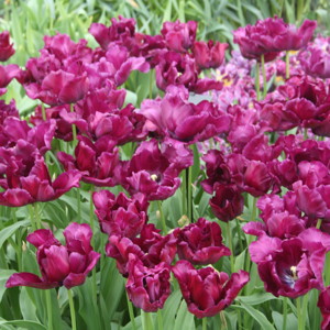 Parrot Tulip - Victoria's Secret