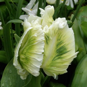 Parrot Tulip - White Parrot