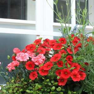 Bright red and pink flowers we passed by in Salzburg.