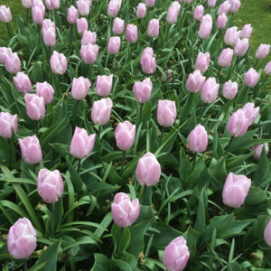 Single Late Tulip - Pink Diamond