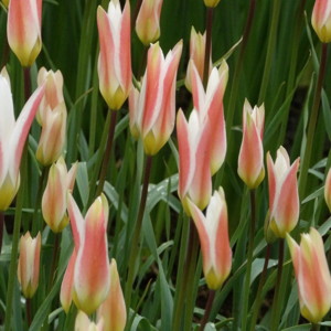 Tulip - Stellata