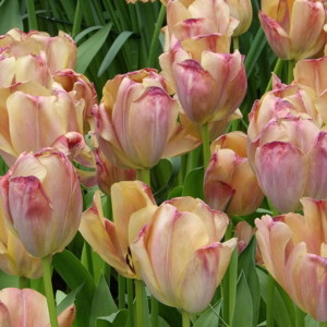 Triumph Tulip - Brave Heart