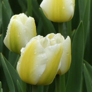 Triumph Tulip - Calgary Flames