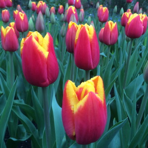 Triumph Tulip - Hennie Vander Most