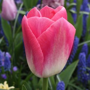 Triumph Tulip - Whispering Dream