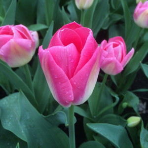 Triumph Tulip - Whispering Dream