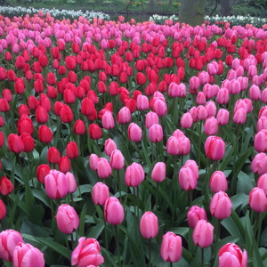 Tulip Garden