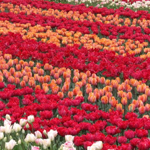 Tulip Garden