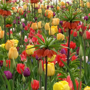 Tulip Garden