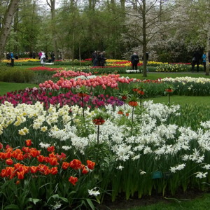 Tulip Garden