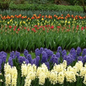 Tulip Garden