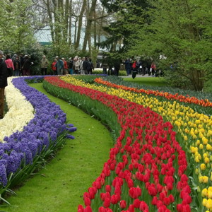 Tulip Garden