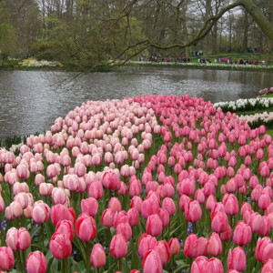 Tulip Garden