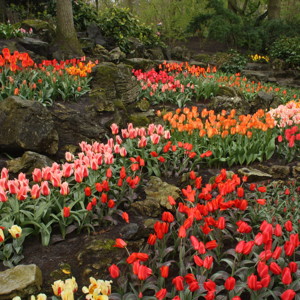 Tulip Garden