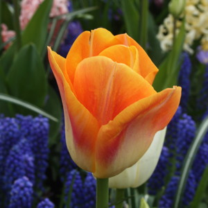 Triumph Tulip - Zurel