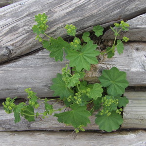 Plants on the Untersberg mountain.