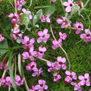 Pink flowers on the Untersberg mountain.