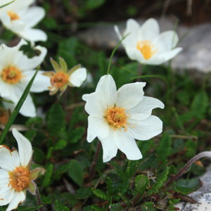 Plants on the Untersberg mountain.