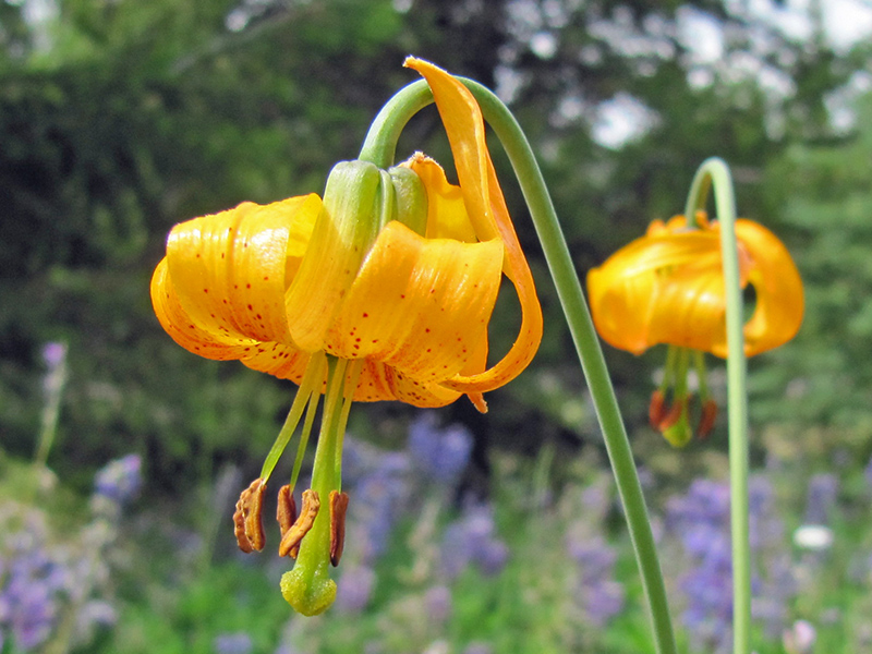 orange flower resembles a large Turkish turban