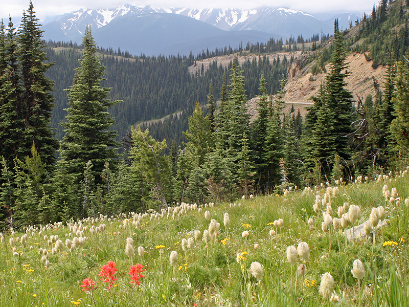 fluffy pasqueflower blossoms in a meadow with mountains on the horizon in the distance