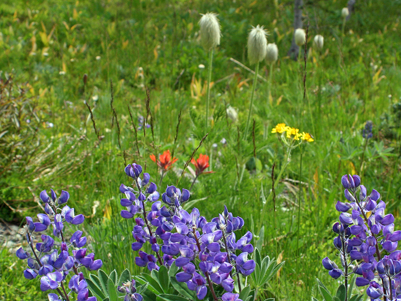 Lupin in the foreground with a couple paintbrush flowers in the background