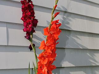 Gladioli on the north side of Bisharat