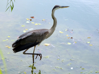 Blue Heron