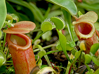 Carnivorous plants in Chicago Botanical Garden