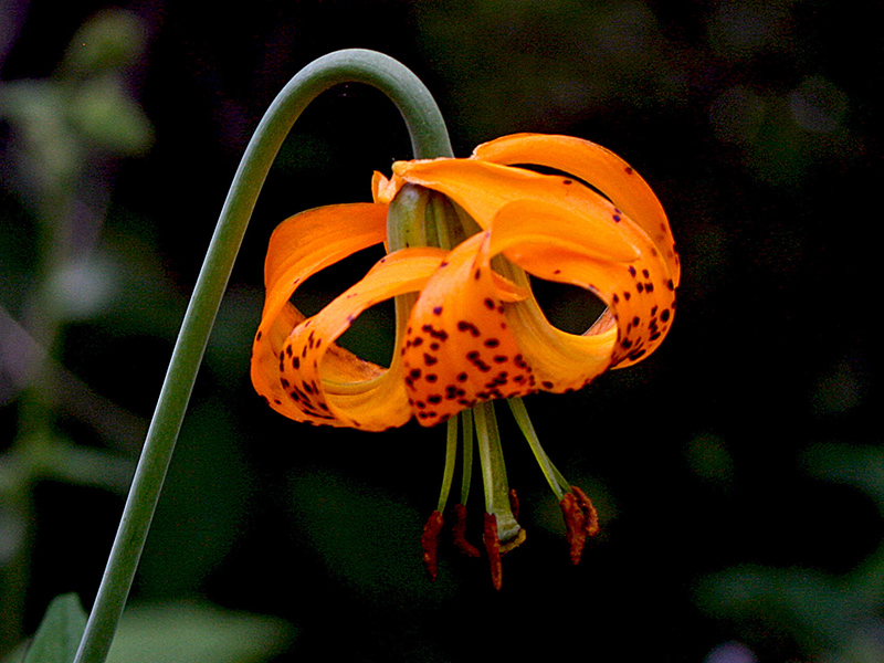 Bright sun on orange flower with dark background