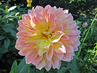 One of the many Eastern Cottontail rabbits in our Chicago Botanical Garden large anenome dahlia