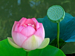 Lotus in Chicago Botanical Garden