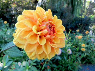 Chicago Botanical Garden lovely dahlia