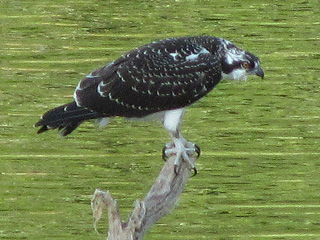 Osprey