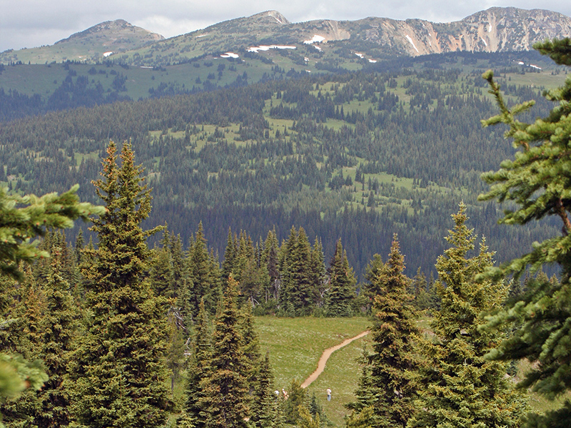 Paintbrush trail through an alpine meadow in the distance