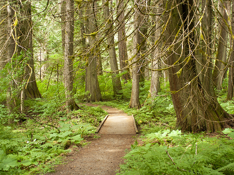 Pathway in Minter Gardens