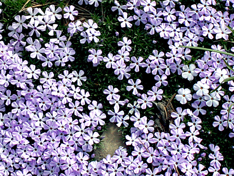 clusters of phlox growing in a mat close to the ground