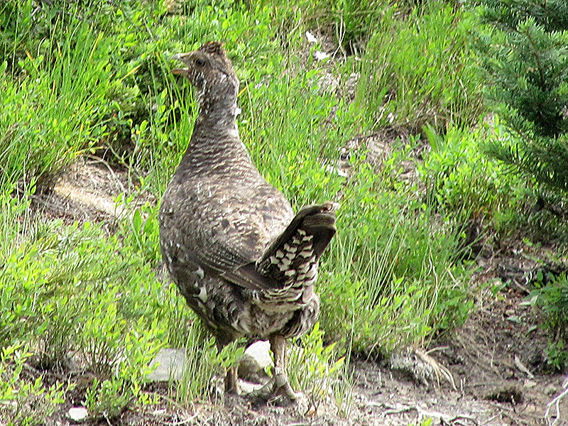 Ruffed grouse