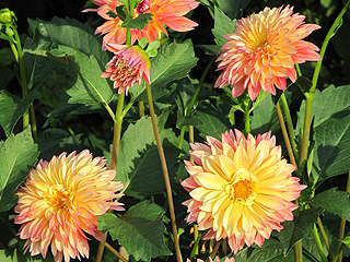 Chicago Botanical Garden dahlias