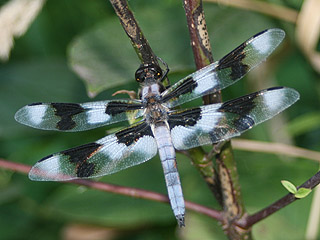 Dragonfly