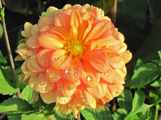 Chicago Botanical Garden dew on orange dahlia