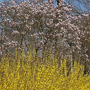 Strasbourg in March